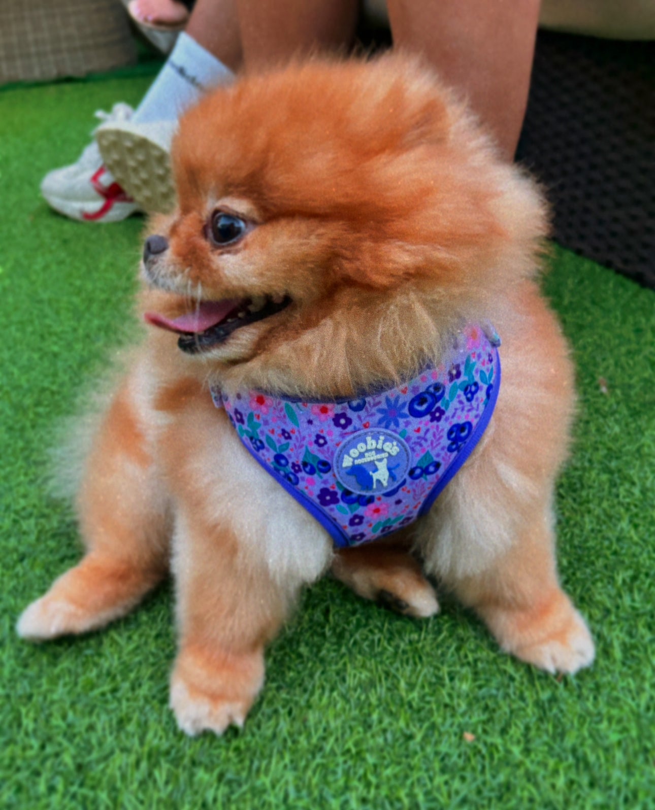Adjustable Harness: Blueberry Burst